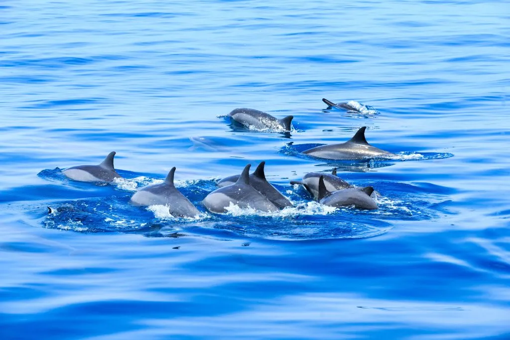 Mallorca: 2-Hour Sunrise At Sea & Dolphin Tour
