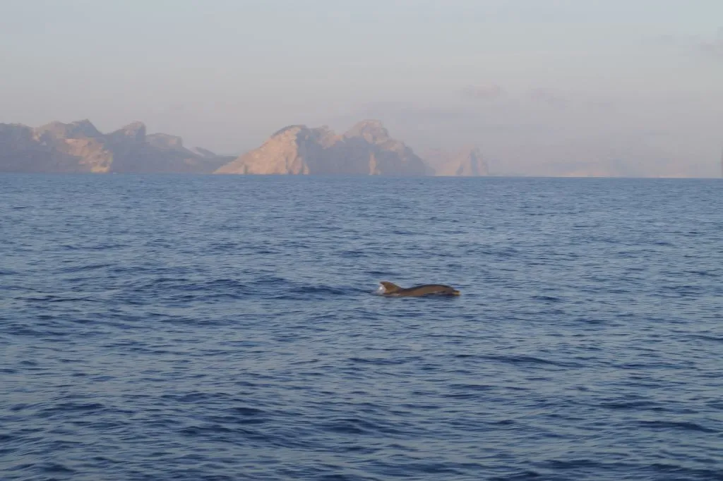 Mallorca: 2-Hour Sunrise At Sea & Dolphin Tour