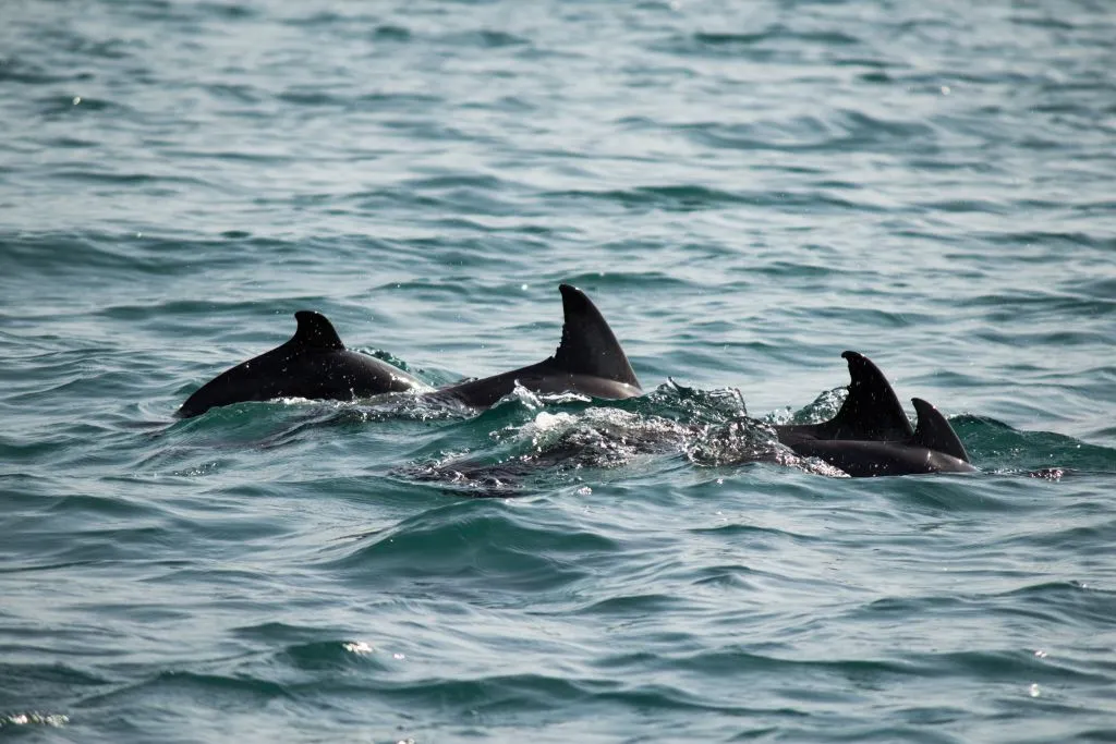 Mallorca: 2-Hour Sunrise At Sea & Dolphin Tour