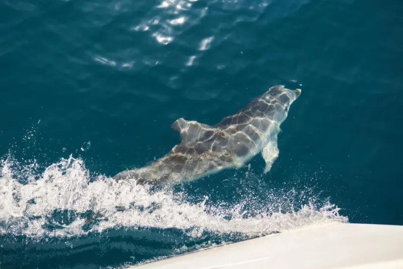 Mallorca: Crucero de 2 horas con amanecer en el mar y delfines