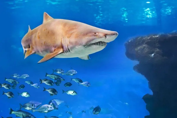 Palma Aquarium: Entrada + Inmersión con tiburones