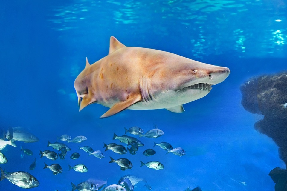 Palma Aquarium: Entry Ticket + Transfer from Calvià Area