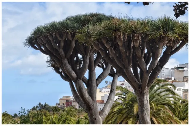 Excursiones de 1 día en Gran Canaria