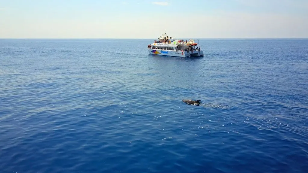 Santa Ponsa: Excursión en barco para avistar delfines