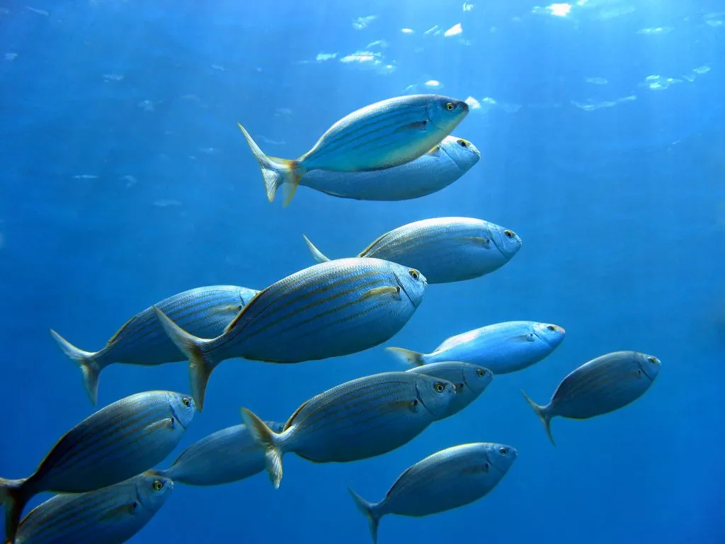 Santa Ponsa: Excursión en barco para avistar delfines