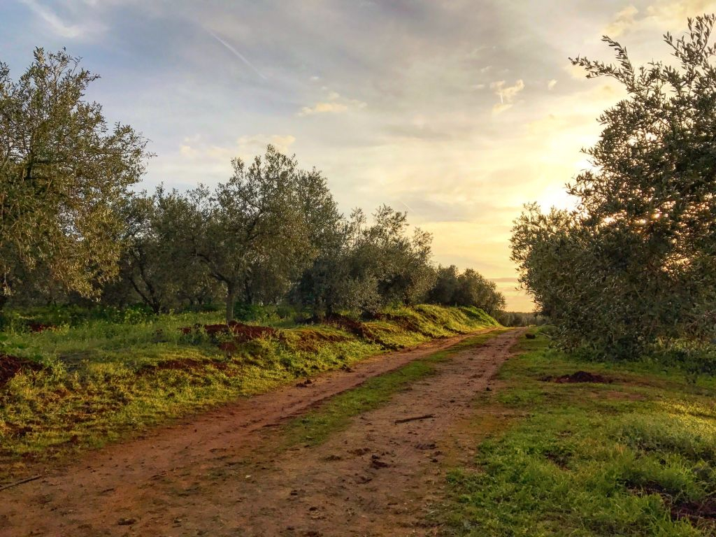 Azienda Agricola di Olio d'Oliva: Tour Guidato da Siviglia