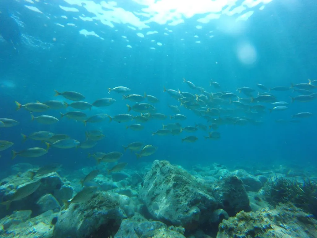 Kayak & Snorkel Day Tour in La Costa Brava (From Barcelona)