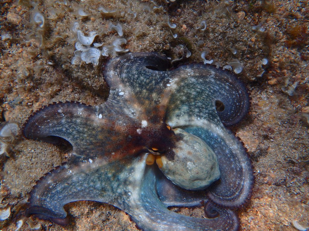 Kayak & Snorkel Day Tour in La Costa Brava (From Barcelona)