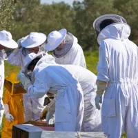 Beekeper Experience and Honey Tasting at Abellaires Empordanesos