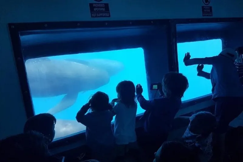 Observación de ballenas y delfines en Gibraltar desde Sevilla