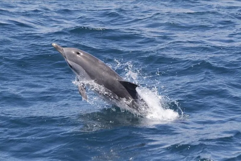 Observación de ballenas y delfines en Gibraltar desde Sevilla