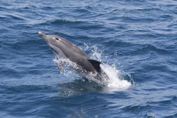 Osservazione di balene e delfini a Gibilterra da Siviglia