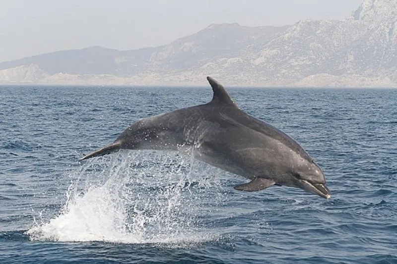 Observación de ballenas y delfines en Gibraltar desde Sevilla