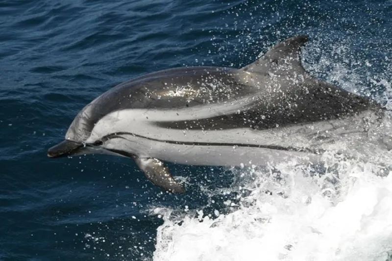 Observación de ballenas y delfines en Gibraltar desde Sevilla