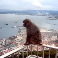 From Seville: Gibraltar Sightseeing Tour