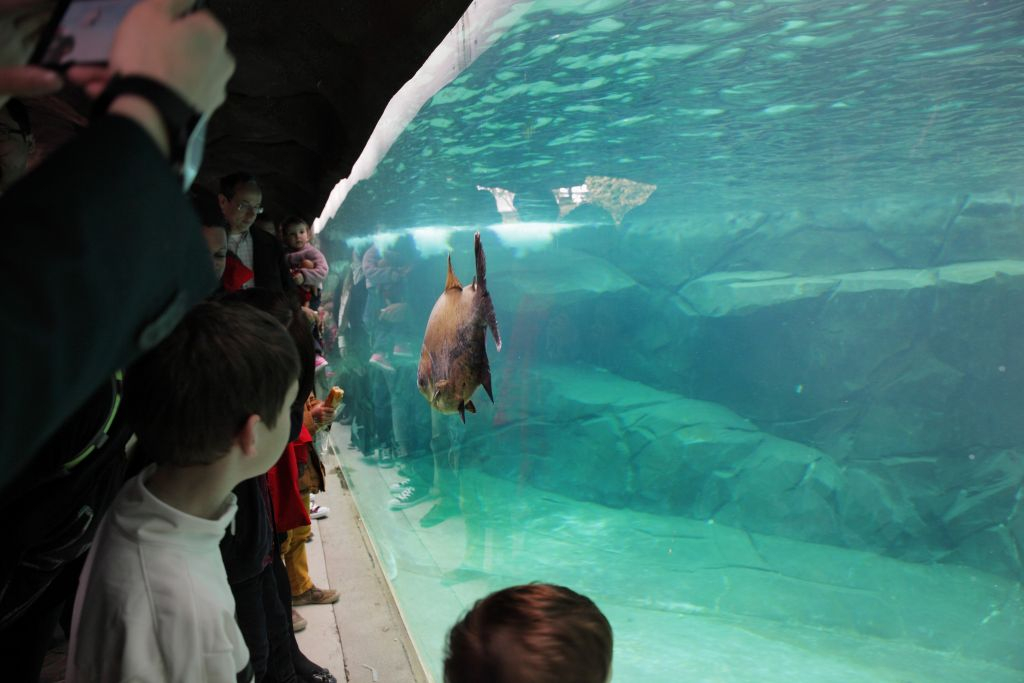 Paris Zoological Park (Parc Zoologique de Paris): Entry Ticket