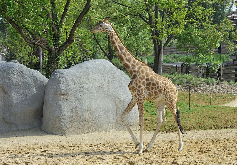 Paris Zoological Park (Parc Zoologique de Paris): Entry Ticket