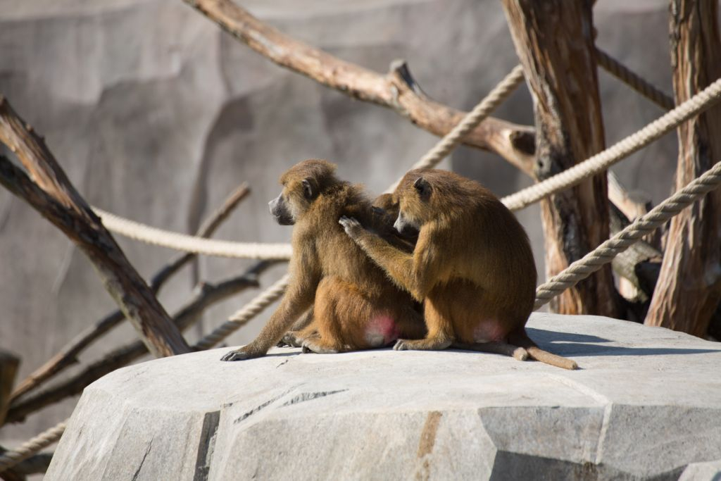Paris Zoological Park (Parc Zoologique de Paris): Entry Ticket