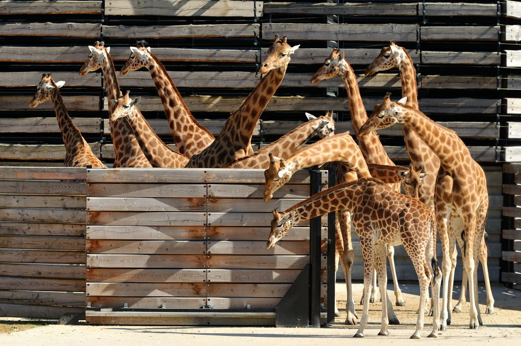 Paris Zoological Park (Parc Zoologique de Paris): Entry Ticket