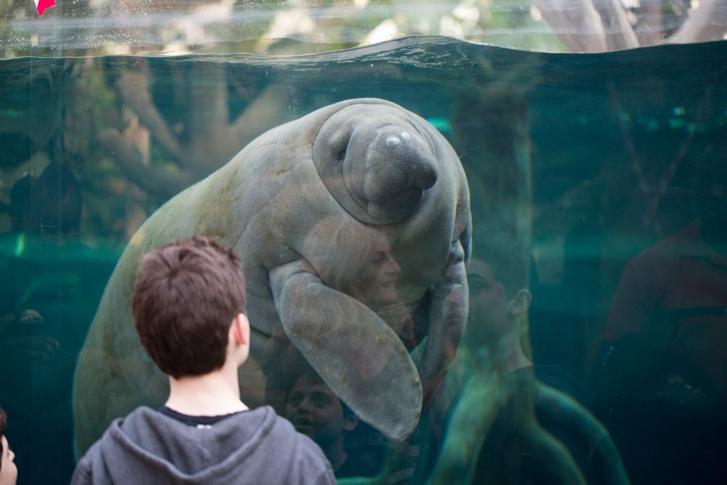 Paris Zoological Park (Parc Zoologique de Paris): Entry Ticket