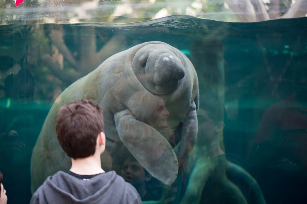 Paris Zoological Park (Parc Zoologique de Paris): Entry Ticket