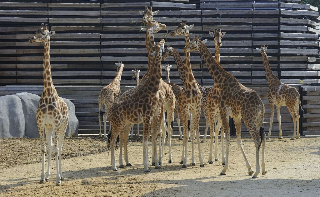 Paris Zoological Park (Parc Zoologique de Paris): Entry Ticket