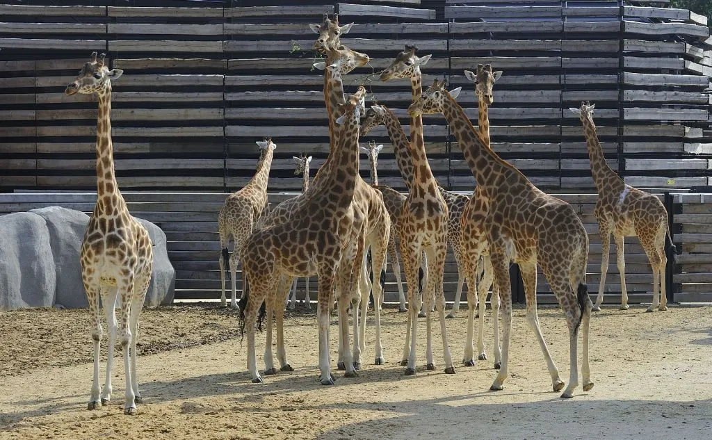 Paris Zoological Park (Parc Zoologique de Paris): Entry Ticket