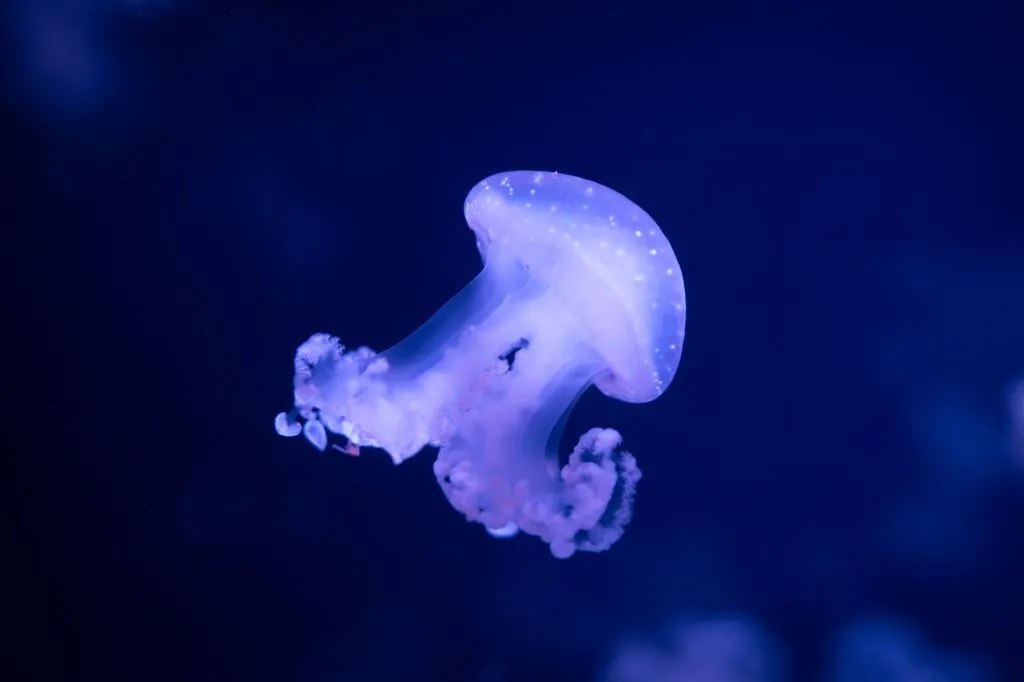Aquarium de Paris