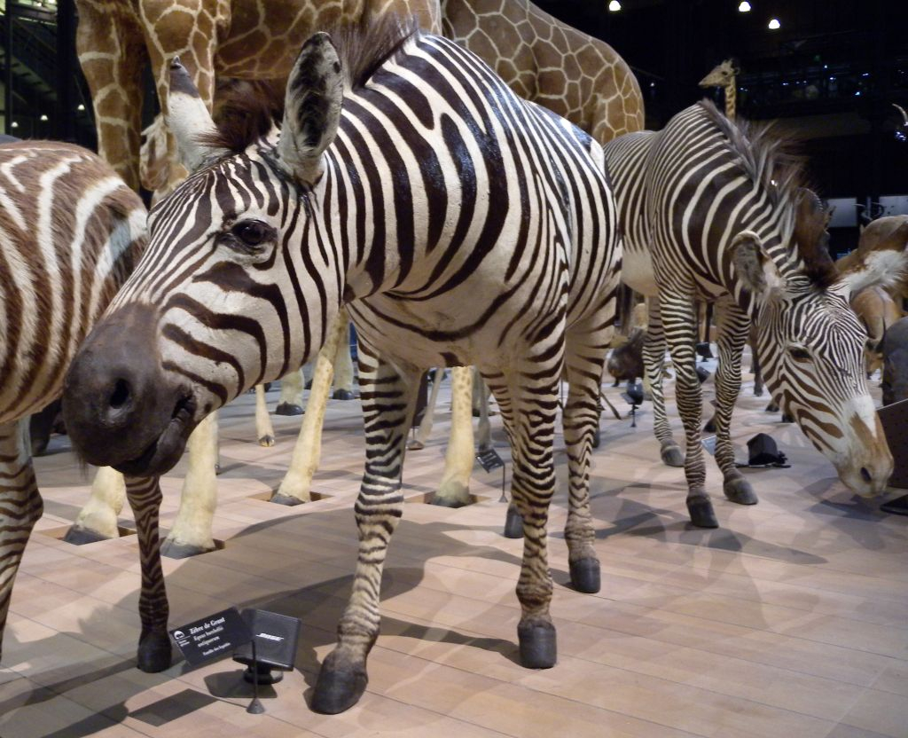 Grande Galerie de l'Évolution: Skip The Line Ticket