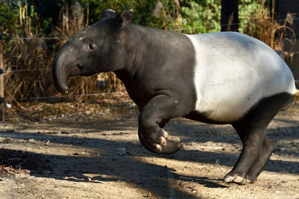 Ménagerie, Zoo di Jardin des Plantes: Salta la Coda