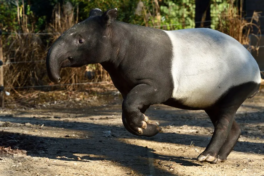 Ménagerie, Zoo of the Jardin des Plantes: Skip The Line