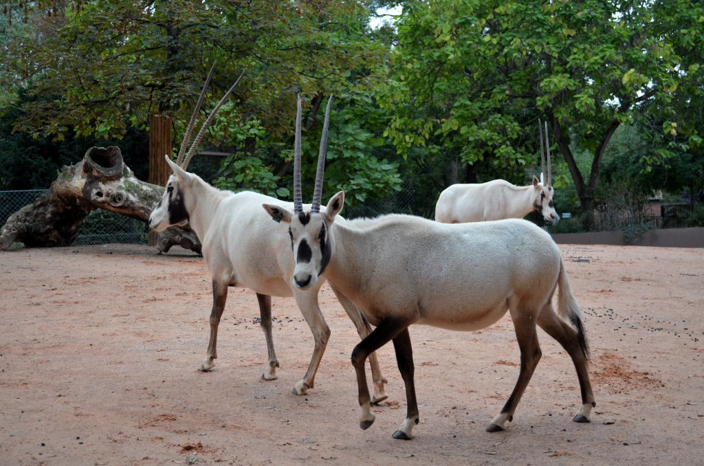 Ménagerie, Zoo di Jardin des Plantes: Salta la Coda