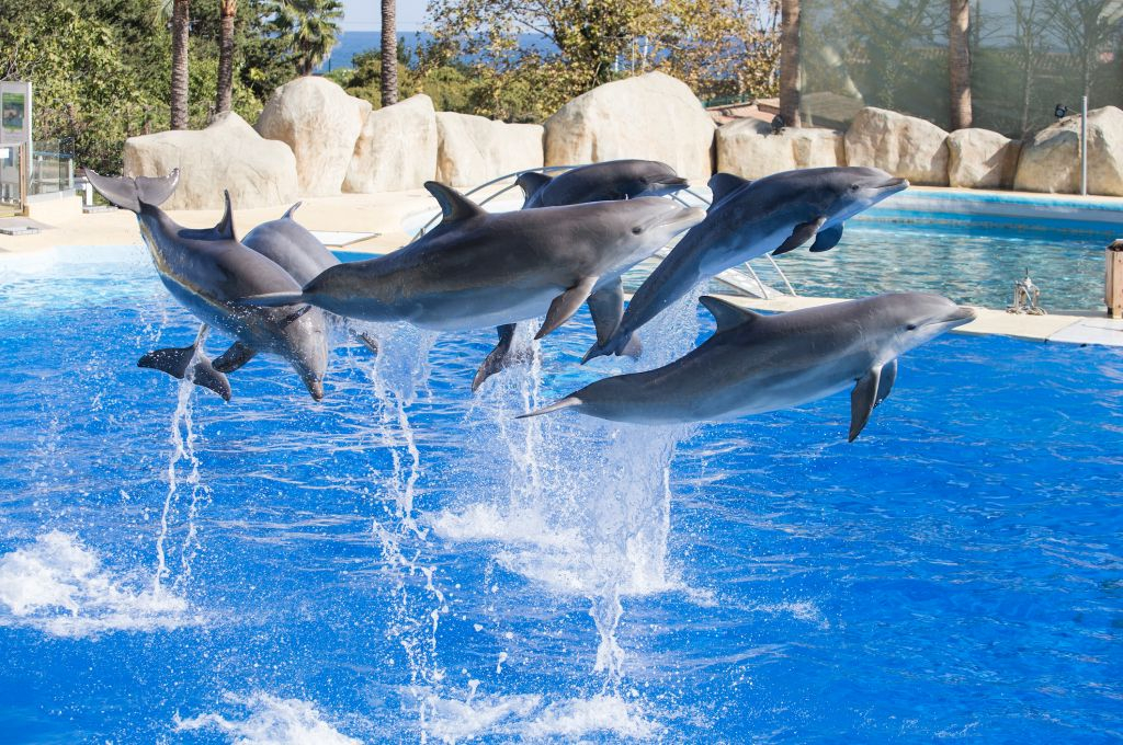 Marineland Côte d'Azur: Entry Ticket