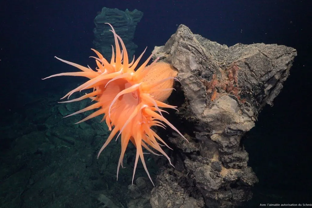 Aquarium Nausicaá: Billet coupe-file
