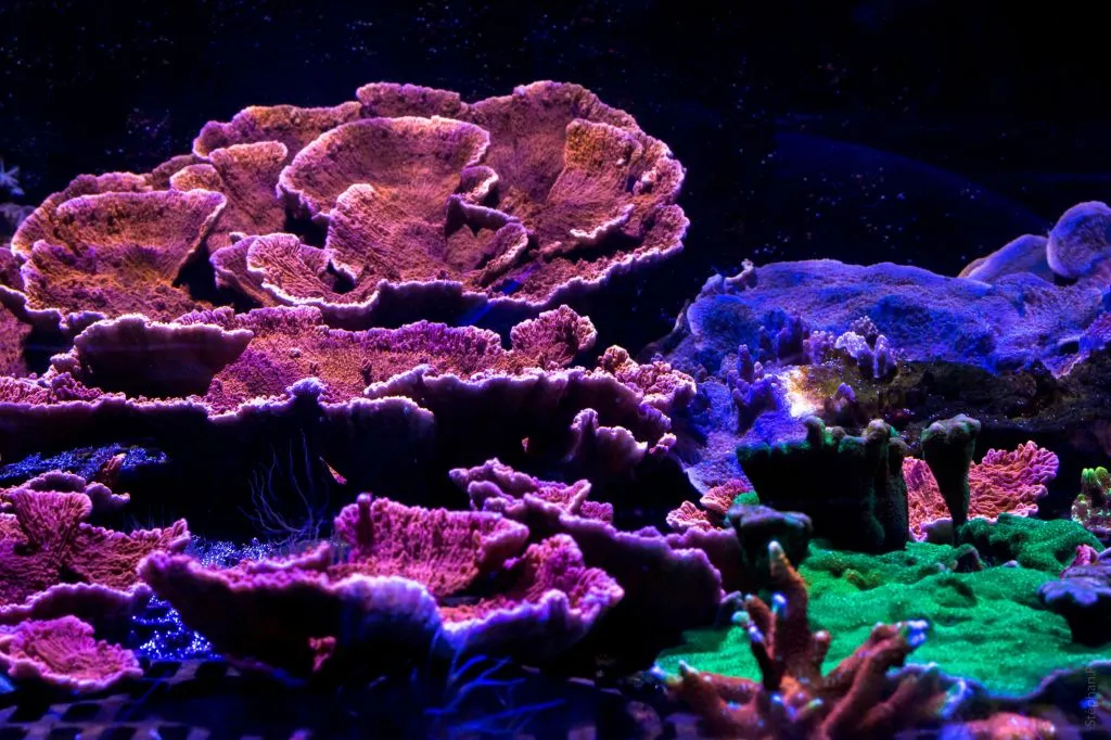 Aquarium Nausicaá: Billet coupe-file