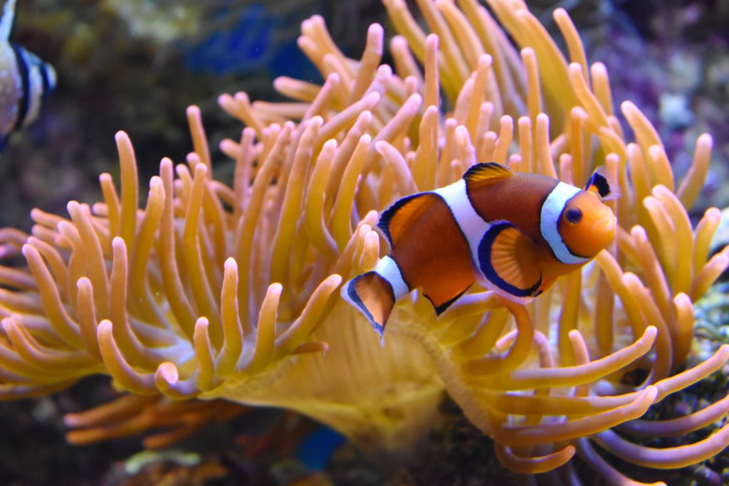 Aquarium Nausicaá: Billet coupe-file