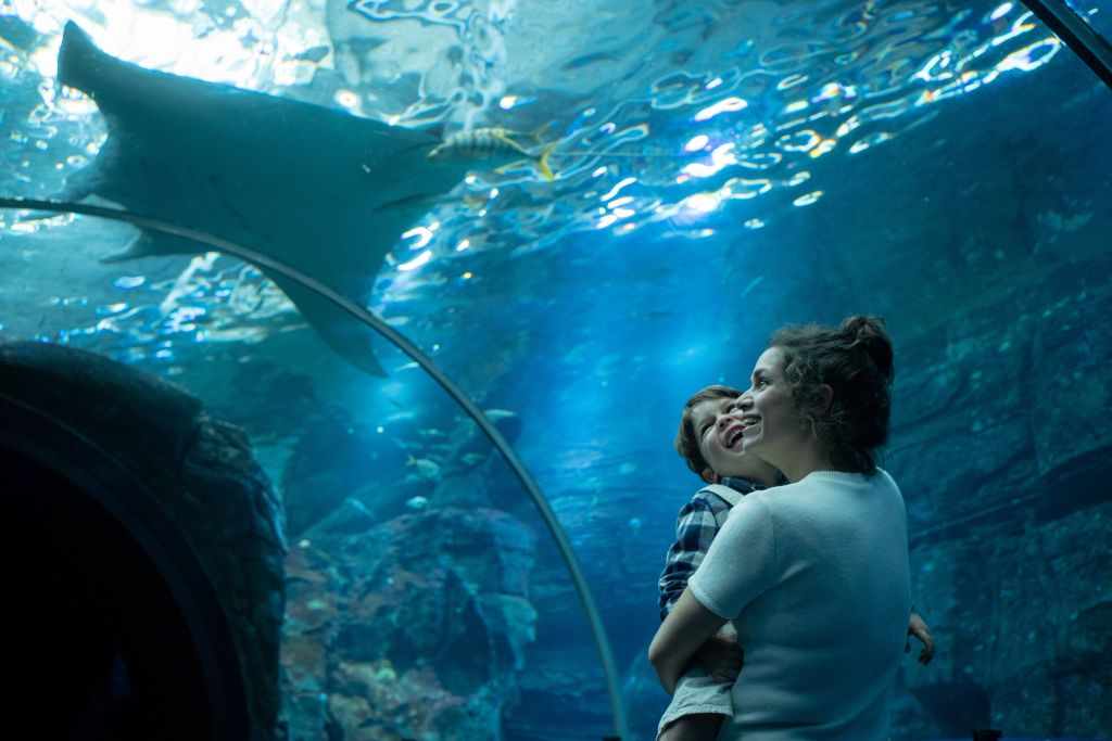 Aquarium Nausicaá: Billet coupe-file