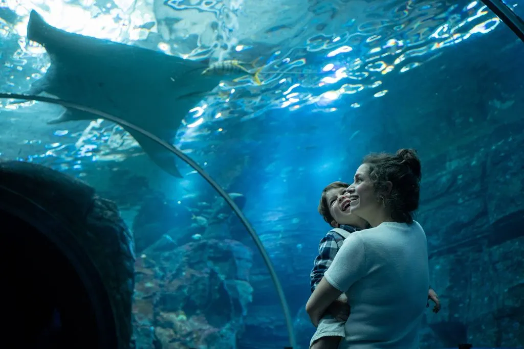 Aquarium Nausicaá: Billet coupe-file