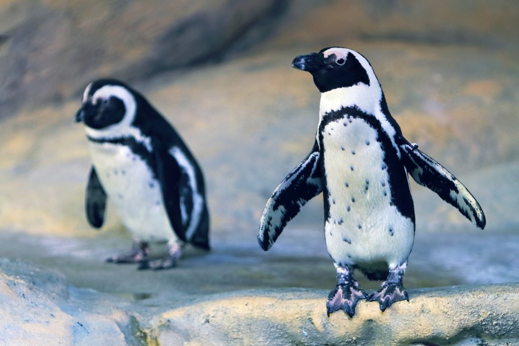 Aquarium Nausicaá: Billet coupe-file