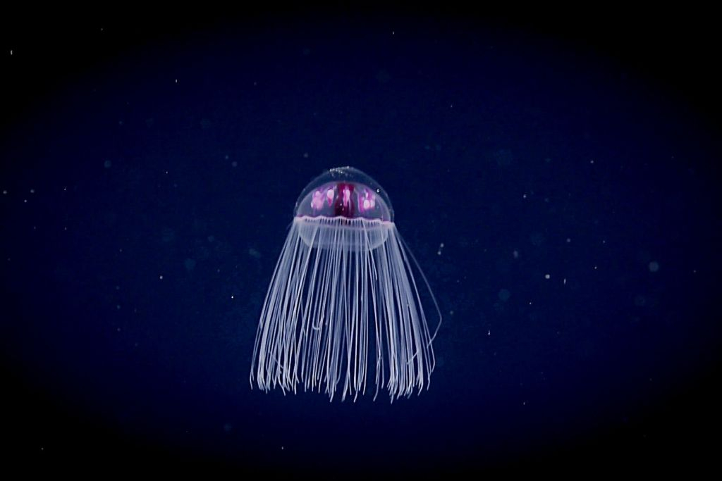 Aquarium Nausicaá: Billet coupe-file