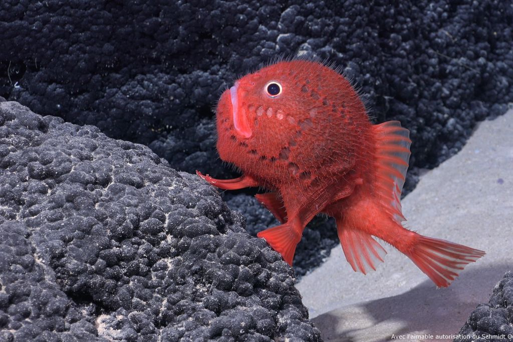 Aquarium Nausicaá: Billet coupe-file