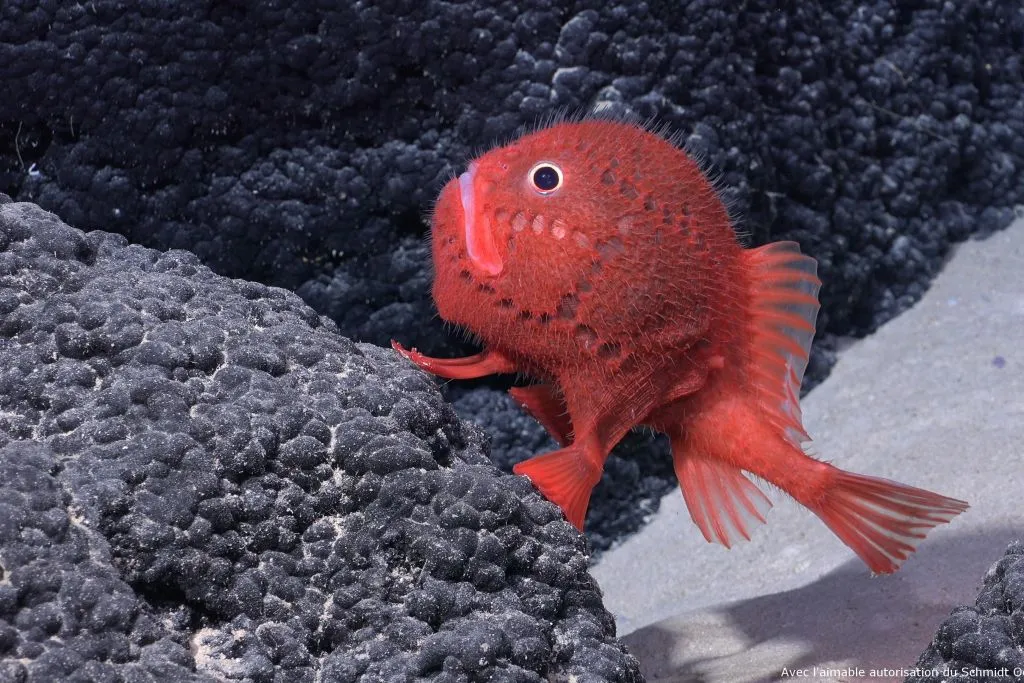 Aquarium Nausicaá: Billet coupe-file
