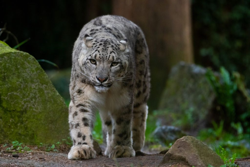 Jardim Zoológico de Amnéville: Bilhete de acesso rápido