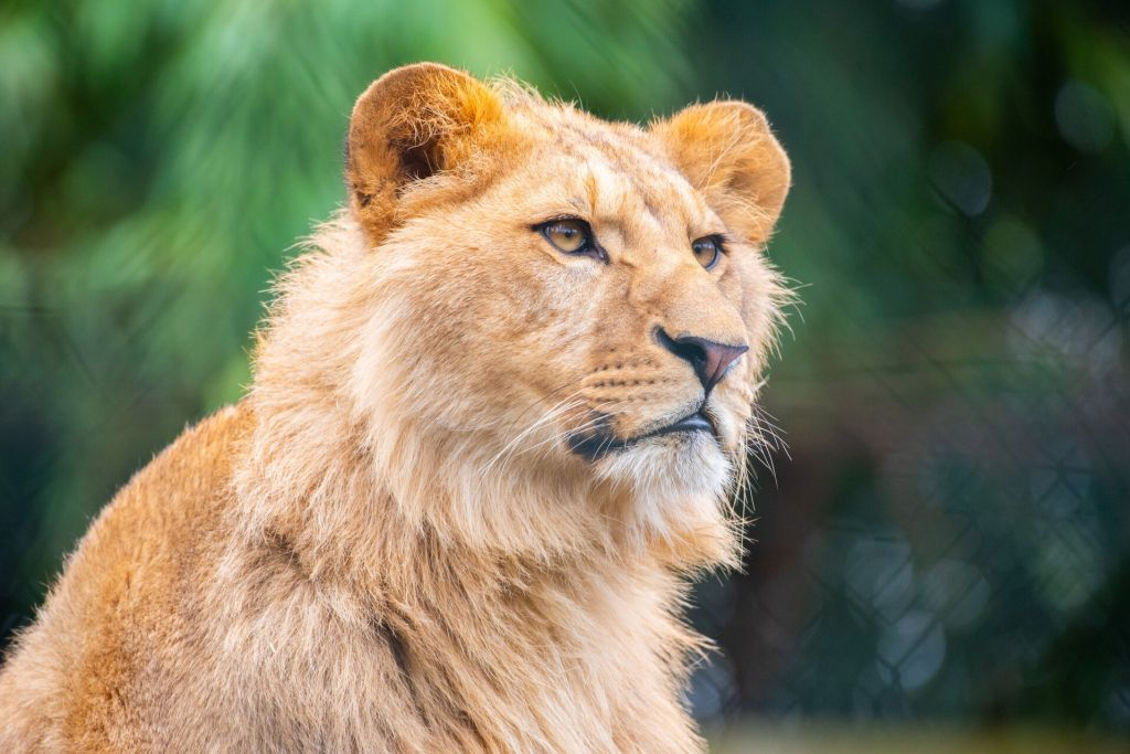 Jardim Zoológico de Amnéville: Bilhete de acesso rápido