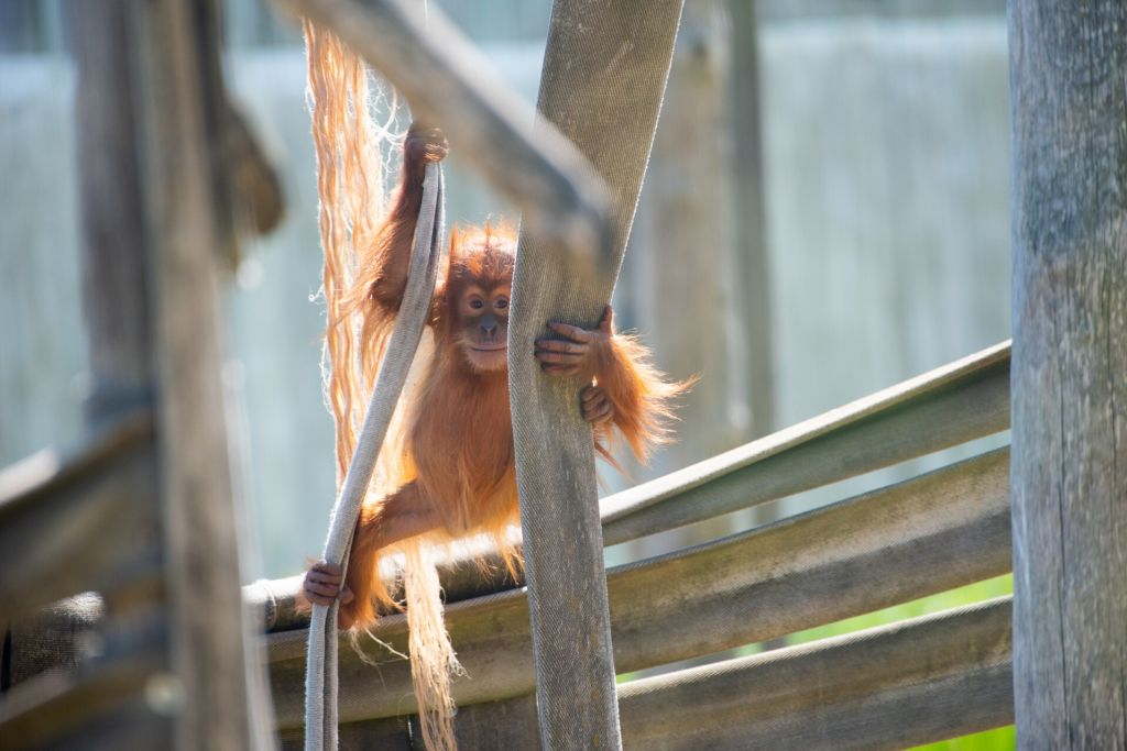 Jardim Zoológico de Amnéville: Bilhete de acesso rápido