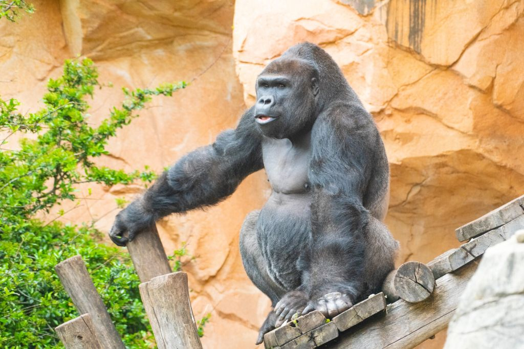 Jardim Zoológico de Amnéville: Bilhete de acesso rápido