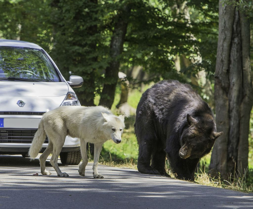 Thoiry ZooSafari: Skip The Line