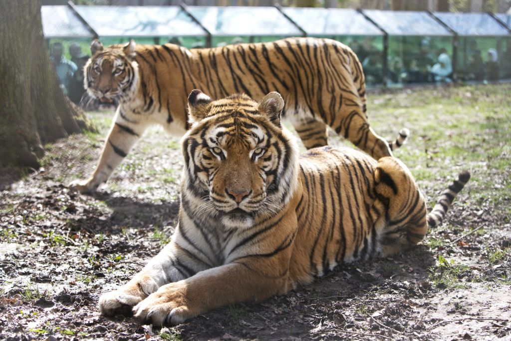 Thoiry ZooSafari: Skip The Line