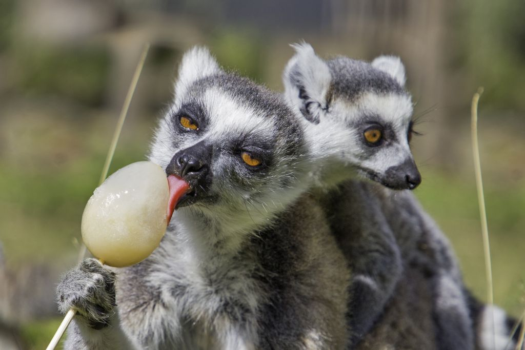 Thoiry ZooSafari: Skip The Line