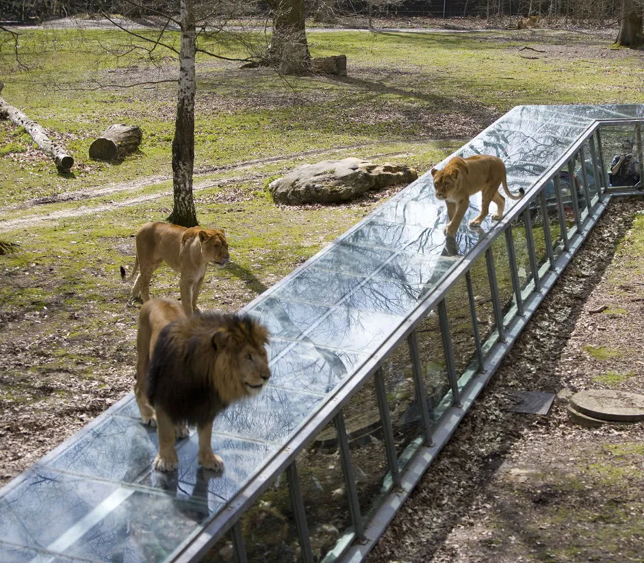 Thoiry ZooSafari: Skip The Line